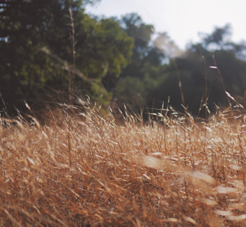 巴黎圣日耳曼主场战胜摩纳哥，法国联赛领跑位置不可动摇